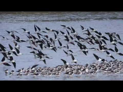 高蹺鴴(Black-winged Stilt)又稱黑翅長腳鷸 飛翔