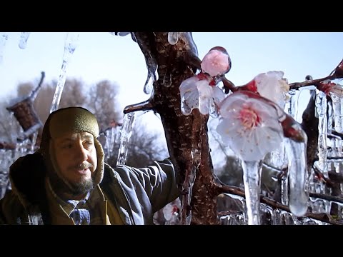 They Said I Was Crazy For Doing This To My Fruit Trees During A Freeze | Cold Weather Gardening