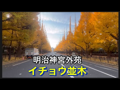 【神宮外苑イチョウ並木】12/4  イチョウ並木を、一周しました。最高に綺麗でした。