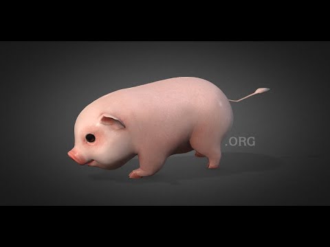 PigCute 1