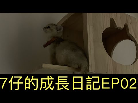 7與7仔｜搬新屋先睹為快｜room tour｜7仔兩個月大｜成長日記EP02