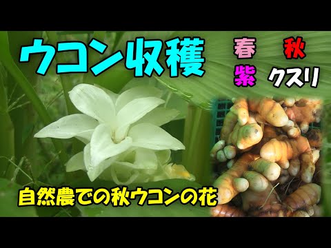 【ウコン】ウコンの花と収穫