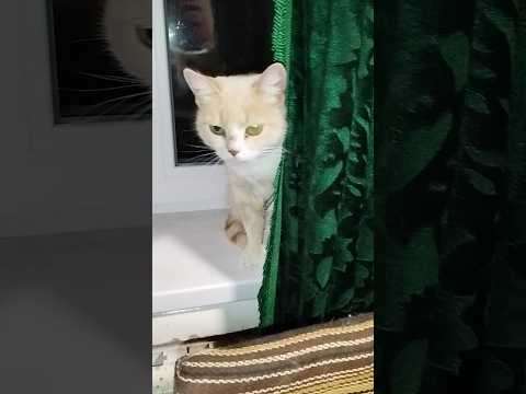 Приехала домой а моя Звезда 🌟- Ютуба Мелисса 🐱 на меня обиделась...Хоть дочка Лена и  ухаживала.