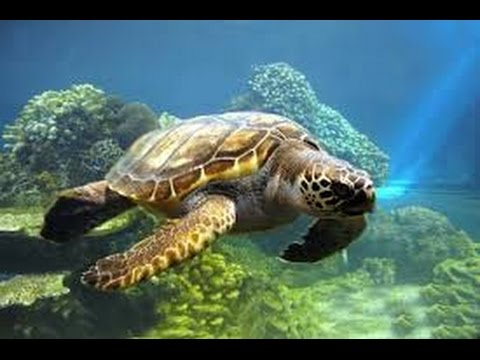 Sea Turtles Documentary HD - Giant Tortoises, Turtles, Animals & Nature Earth