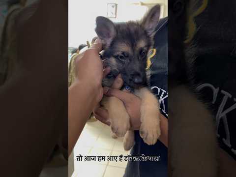 जैक को क्या हुआ 🐶🥺 #minivlog #365daysvlogchallenge #365 #shortvideo