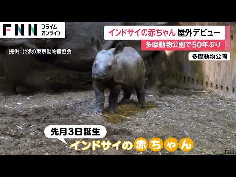 インドサイの赤ちゃん誕生　多摩動物公園で“50年ぶり”　きょうからお客さんに慣れるため屋外生活スタート