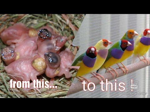 Gouldian finches from chicks to adults | Diamante de Gould | Gould Amadina