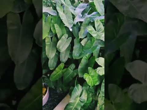 Elephant plant | Colocasia | Taro plant #plant #elephant plant #shorts