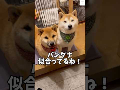 お姉ちゃんセンス抜群✨でも柴犬兄弟の本命は芋🍠　#柴犬　#犬　#おもしろ #犬のいる暮らし #面白い