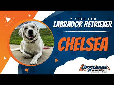 Chelsea | 2Yo. Labrador Retriever | Best Dog Trainers in Leesburg  Va. | Off Leash K9 Training