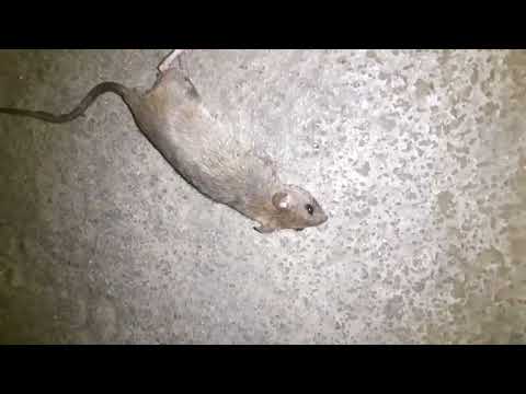 Mouse, Rat killer Glue Pad, Chuha Pakadne ka Machine, How to save rat, Big Ratings Trap, Rat Trapped