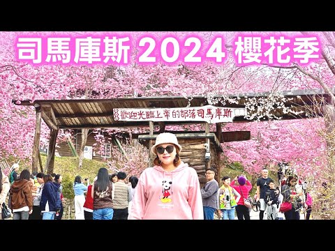 【新竹景點】2024 上帝的部落「司馬庫斯」櫻花滿開🌸（完整記錄） Hsinchu Taiwan