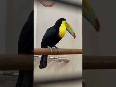 Keel billed Toucan bird | Toucan vs vadivelu comedy #shorts