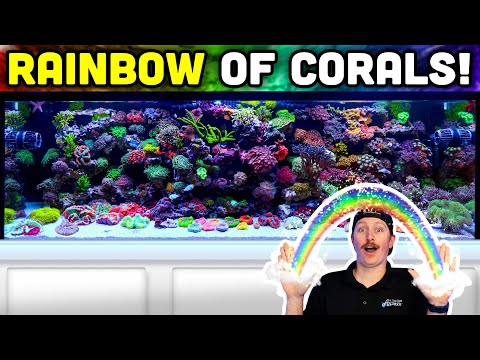 GORGEOUS 180 Gallon Reef Tank! Filled With HUNDREDS of Corals!