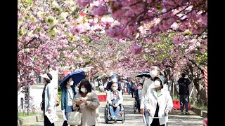 ３年ぶりの桜のアーチ　造幣局「桜の通り抜け」で「特別観桜会」