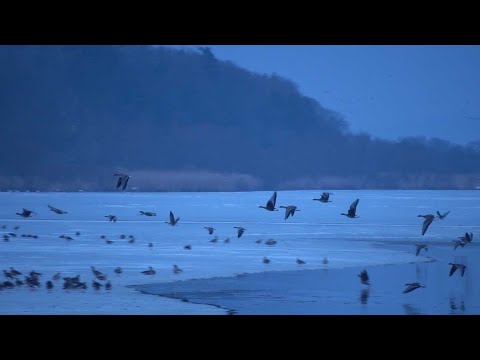 【宮城県観光映像】伊豆沼のマガン