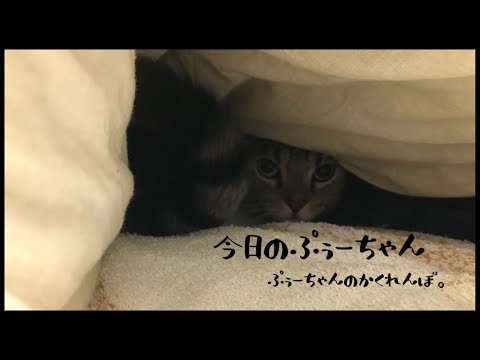 【かくれんぼが上手な猫】隠れるの上手だね。