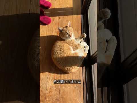 縁側ねこ コタの思い出｜縁側で日向ぼっこ中