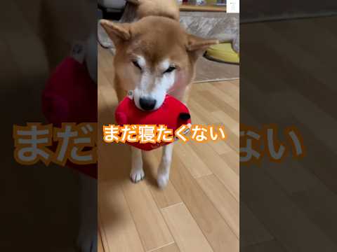 ママもっと遊ぼう‼️いつもおもちゃを咥えてる柴犬　#柴犬　#犬　#かわいい犬 #犬のいる暮らし #癒し