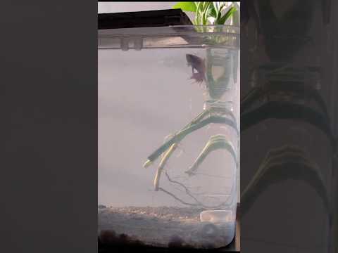 Small aquarium setup for Betta fish || female betta fish || beautiful betta fish