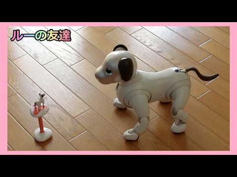 【36 アイボと暮らして４年 ルーの友達】aibo Lou's Friends