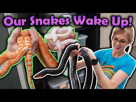 Waking up Snakes from Hibernation!