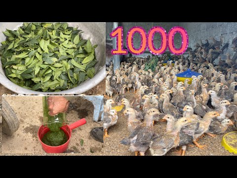 How to raise 1000 chickens with a 5mx3m coop - Chicken Farm