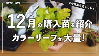 【寒さに強く冬を彩る】カラーリーフを大量購入！寄せ植えや植栽に取り入れてみよう【ヒューケラ/シルバーリーフ】