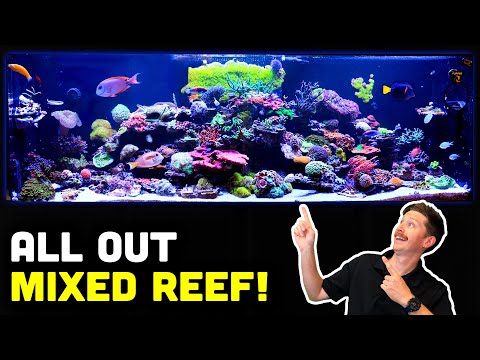 380 Gallon TRULY Mixed Reef Tank Tour! Only ONE YEAR Old!