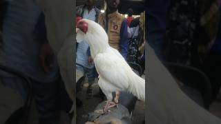 #BIRDSLOVERS #hen #white bar #subscribe #like #views #viralvideo