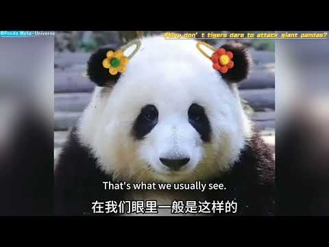 老虎为什么不敢攻击大熊猫 Why don’t tigers dare to attack giant pandas? #panda #cute #funny #redpanda #giantpanda