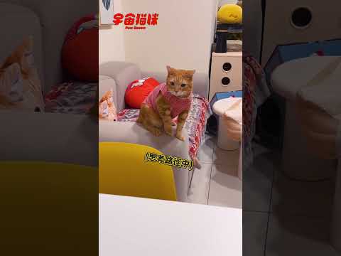 沒有什麼可以阻擋一隻橘貓想吃的爆發力 #宇宙貓咪 #cat #shorts #shortstw