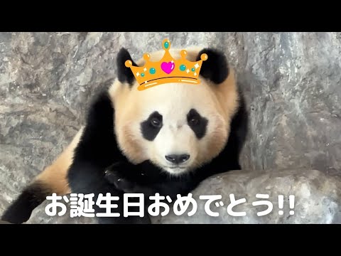 楓浜 3歳のお誕生日おめでとう❤わんぱく面白キャラ確定!?可愛すぎる 子パンダ🐼