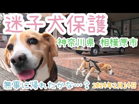 【迷子犬保護】ドライブ先で一匹で歩いてるワンちゃんを見つけたので保護して交番へ…【神奈川県相模原市】