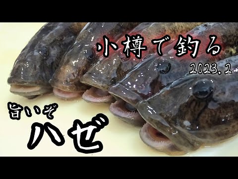 【北海道の釣り】ホッケ釣りのはずがまさかのハゼ爆釣😅とりあえず食うか！