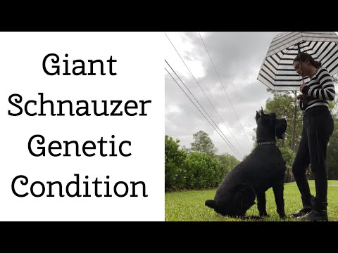 Giant Schnauzer Genetic Condition (example with Vader the Giant Schnauzer)