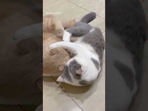 Hilarious Cat Kneading Compilation - This Kitty's Soft Belly is Irresistible!