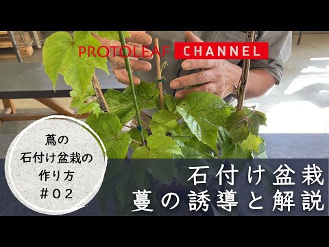 【蔦の石付け盆栽の作り方#02】蔦の誘導と解説  -根と株元を太らせるために-