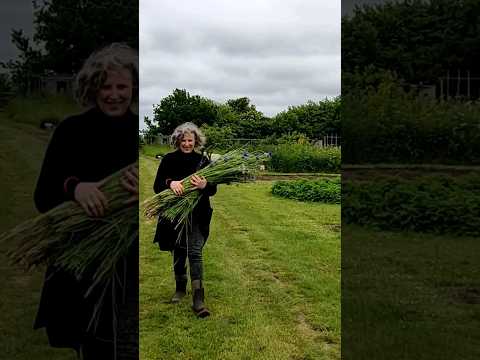 Something for the weekend - cut flowers from my allotment