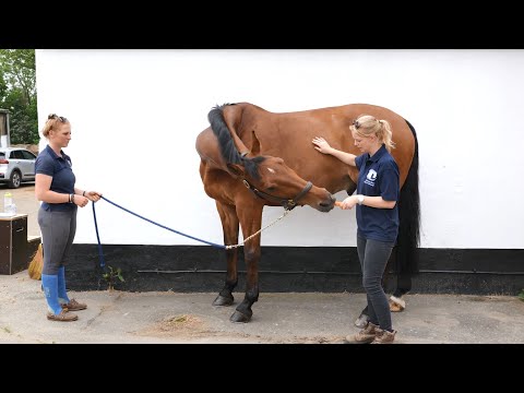 Horse Exercises | Lateral Stretch 2