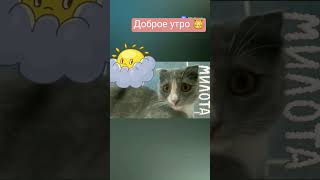 #доброеутро #доброеутречкохорошегодня #моикотики #котикитакиекотики