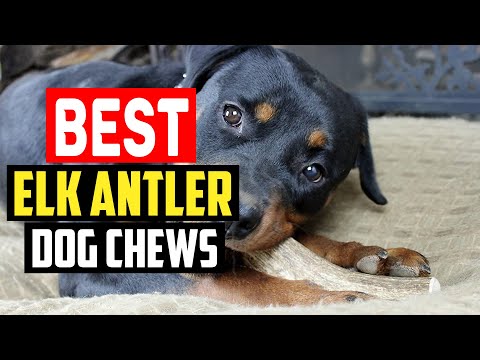 ✅ Top 5 Best Elk Antler Dog Chews in 2023