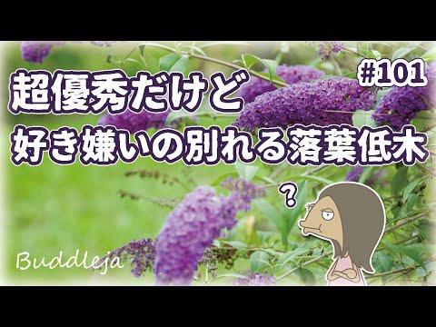 【丈夫な落葉低木】日向にお勧めの花木｜ブッドレアの特徴と育て方を紹介するアニメ｜植物紹介編-101