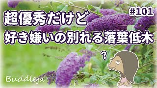 【丈夫な落葉低木】日向にお勧めの花木｜ブッドレアの特徴と育て方を紹介するアニメ｜植物紹介編-101