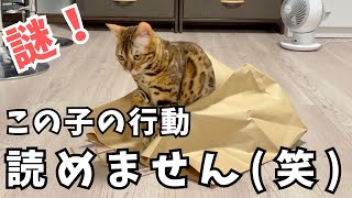 うちのベンガル猫の行動は謎だらけです（笑）