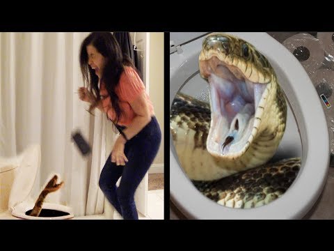 Unbelievable Snake in Toilet: Wife's Bone-Chilling Reactions Caught on Camera