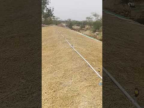 sprinkler system for poultry farm