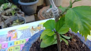 How to graft Hibiscus on another colour hibiscus  plant...from cutting (Works 100%)