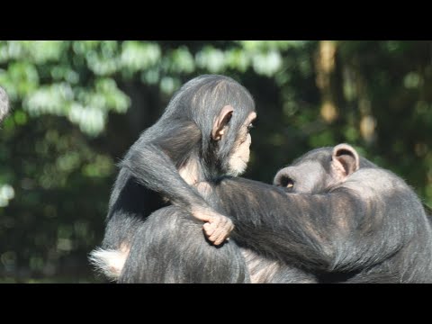 Haru-chan is starting to look like a big sister,and Kosachi　Yokohama Zoo Zoorasia Chimpanzee 202412