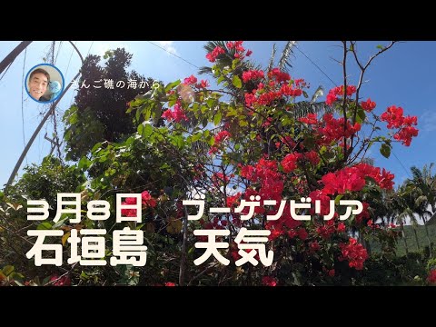 【石垣島天気】3月8日12時ごろ。15秒でわかる今日の石垣島の様子。